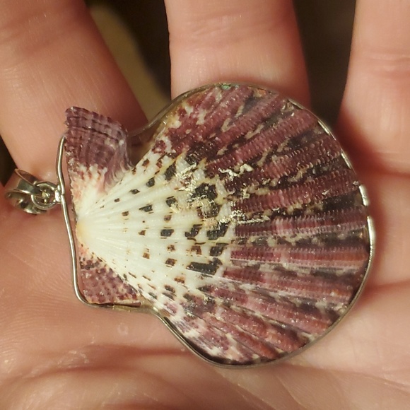 New Silver Wrapped Natural Seashell Scallop Shell Pendant. - Picture 2 of 7
